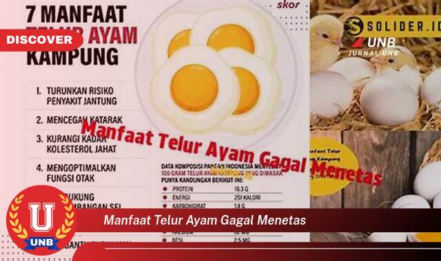 10 Manfaat Telur Ayam Gagal Menetas yang Bikin Kamu Penasaran
