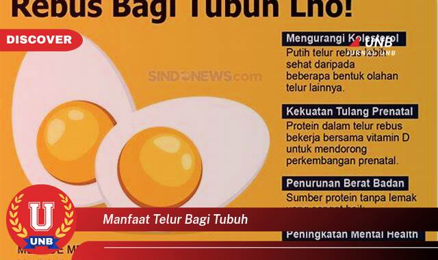 Temukan 9 Manfaat Telur Bagi Tubuh, Panduan Lengkap dari A sampai Z