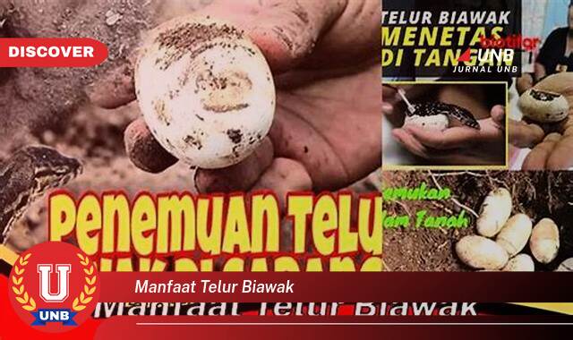Inilah 8 Manfaat Telur Biawak yang Jarang Diketahui