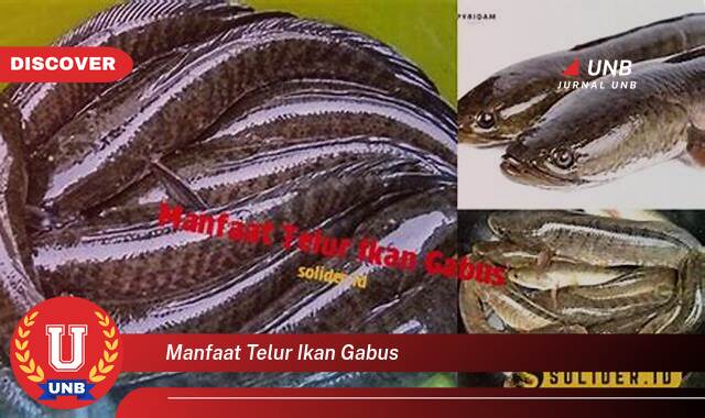 10 Manfaat manfaat telur ikan gabus yang Wajib Kamu Intip