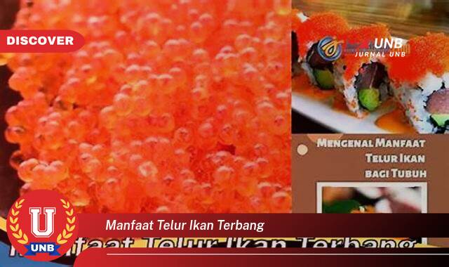 Ketahui 8 Manfaat Telur Ikan Terbang yang Bikin Kamu Penasaran