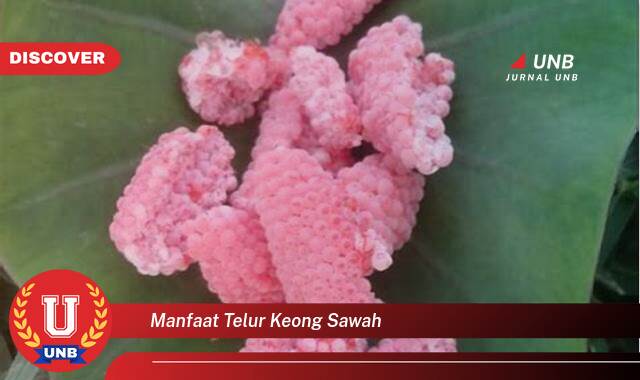 10 Manfaat manfaat telur keong sawah yang tidak Semua Orang Tau