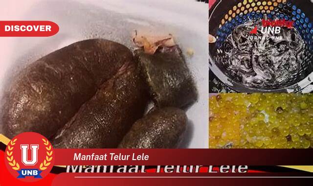 Ketahui 10 Manfaat Telur Lele yang Tak Banyak Orang Tahu