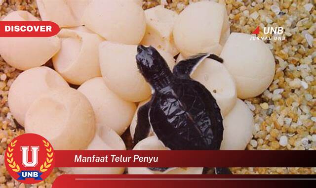 Temukan 8 Manfaat Telur Penyu bagi Kesehatan dan Kecantikan