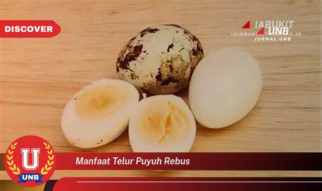 10 Manfaat manfaat telur puyuh rebus yang Bikin Kamu Penasaran