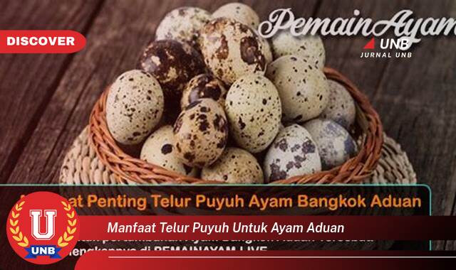 Temukan 10 Manfaat Telur Puyuh untuk Ayam Aduan, Meningkatkan Stamina dan Performa Tarung