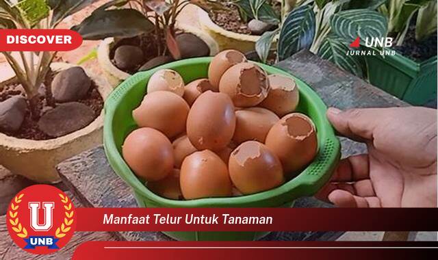 Inilah 9 Manfaat manfaat telur untuk tanaman yang Jarang Diketahui